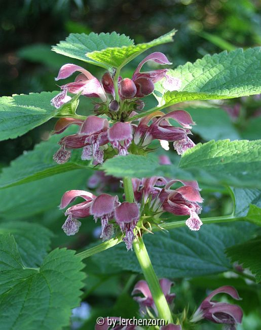Nesselkönig (Lamium orvala)