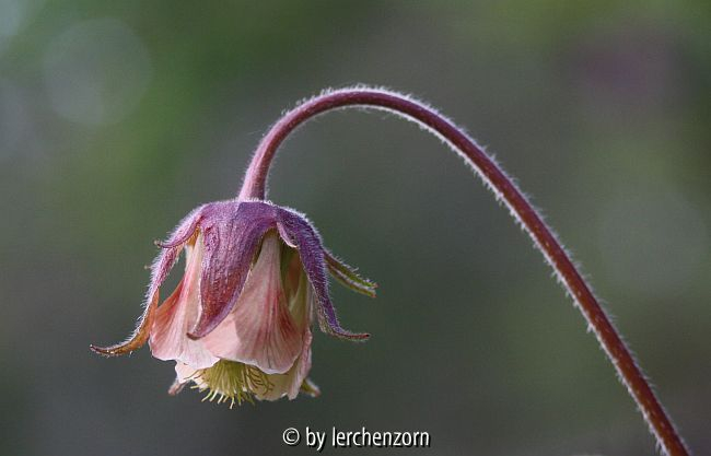 Bach-Nelkenwurz (Geum rivale)