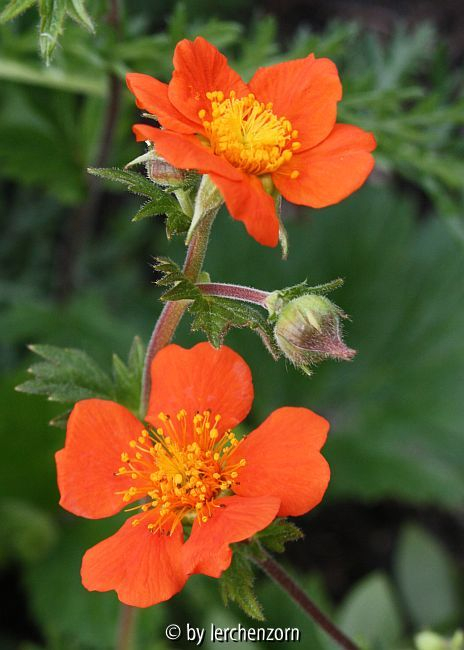 Nelkenwurz (Geum coccineum)