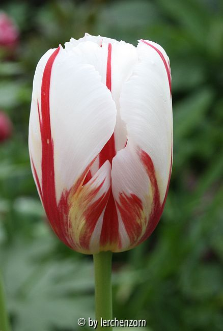 Triumph-Tulpe HAPPY GENERATION