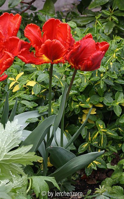 Papagei-Tulpe ROCOCO