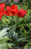 Papagei-Tulpe ROCOCO