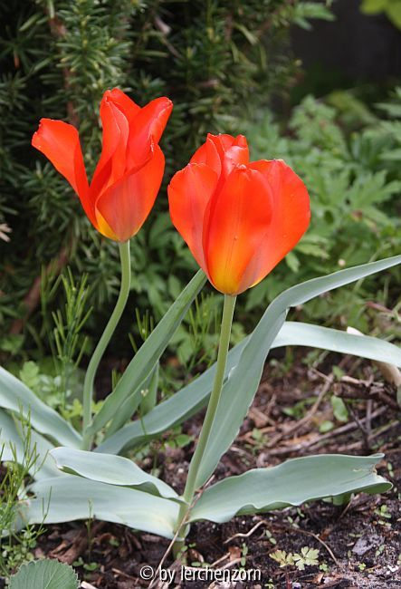 Wild-Tulpe (Tulipa vvedenskyi)