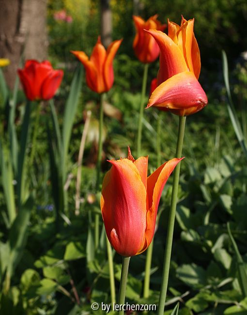 Lilienblütige Tulpe LILYFIRE