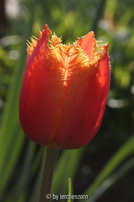 Crispa-Tulpe LAMBADA
