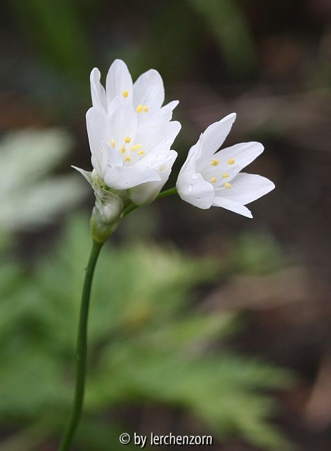 Wild-Lauch (Allium cf. zebdanense)