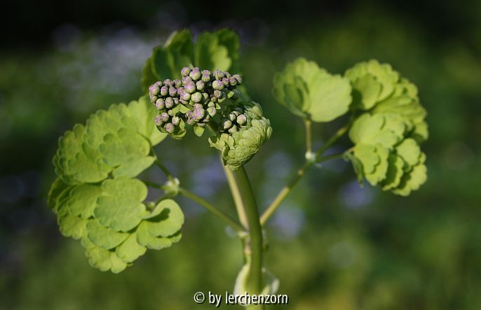 Akeleiblättrige Wiesenraute, Knospen (Thalictrum aquilegifolium)