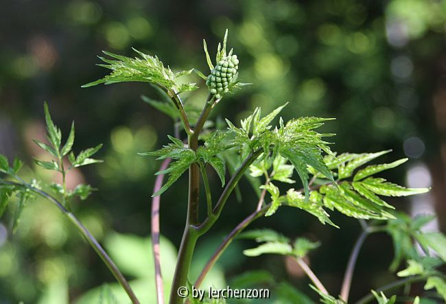 Weißfrüchtiges Christophskraut, Knospen (Actaea pachypoda)