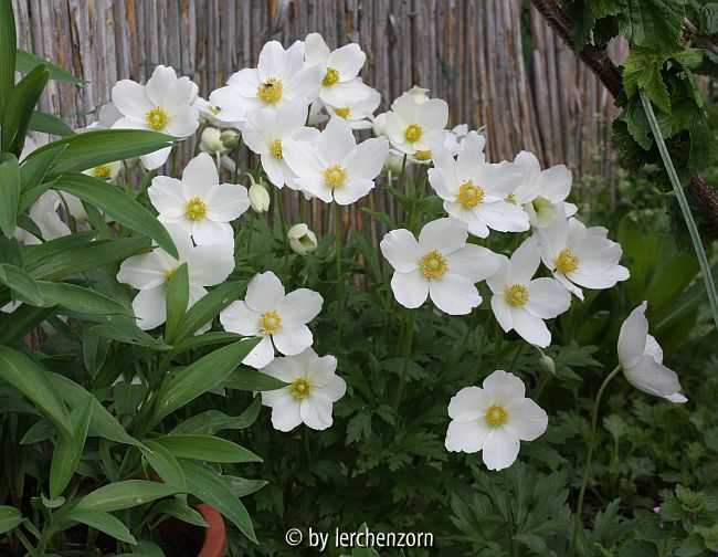 Wald-Windröschen (Anemone sylvestris)