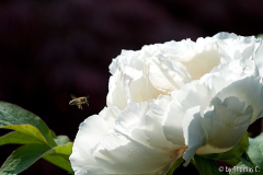 Beeindruckter Sondierungsflug