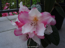 Rhododendron edgworthii I