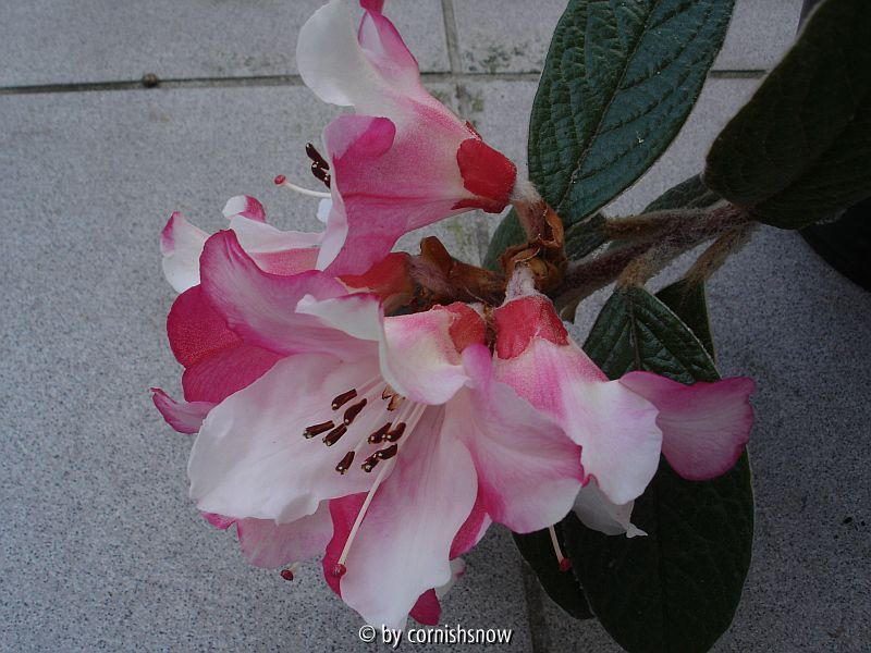 Rhododendron edgworthii II