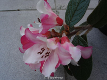 Rhododendron edgworthii II