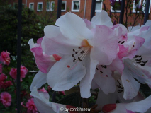 Rhododendron edgworthii III