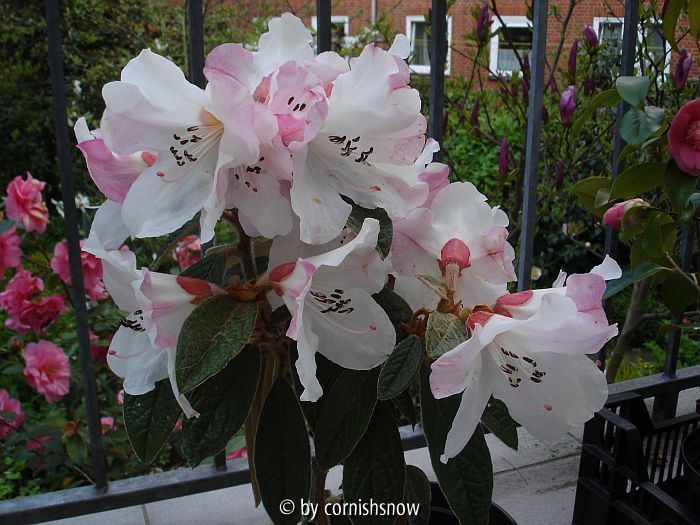 Rhododendron edgworthii IV