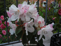 Rhododendron edgworthii IV