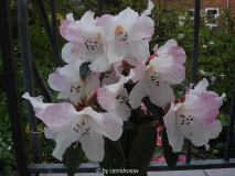 Rhododendron edgworthii V