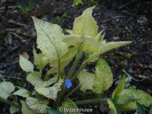 Brunnera macrophylla 'Spring Yellow'