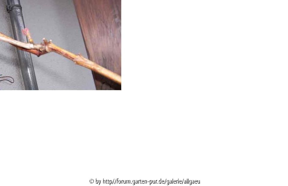 Einsett auf Solara Knospenaufbruch