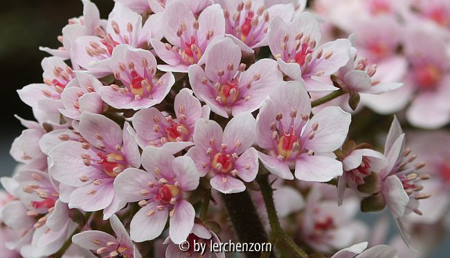 Schildblatt (Darmera peltata), Blüten