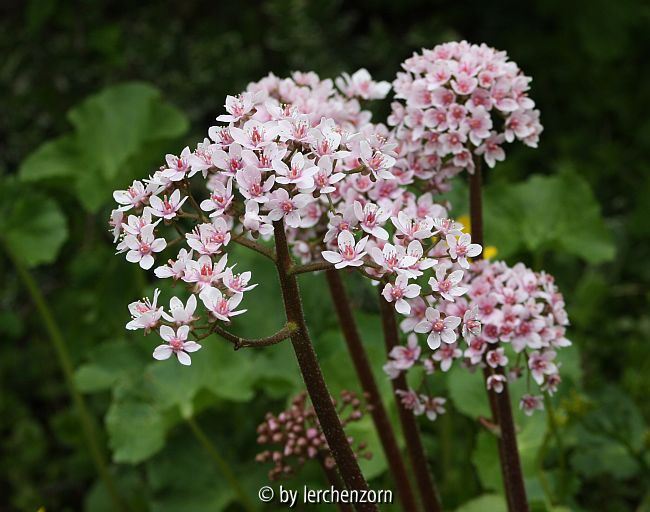 Schildblatt (Darmera peltata)