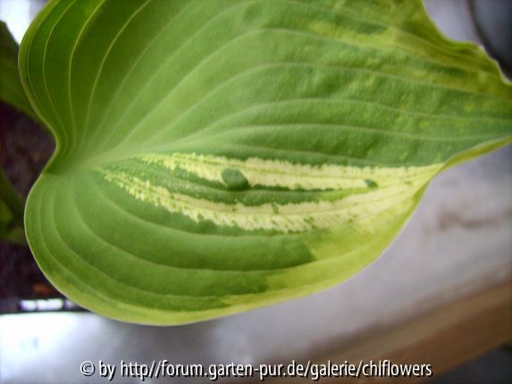Hosta Dress Blues 1