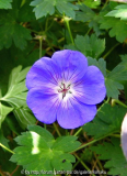 Geranium 