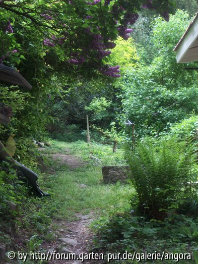 Blick in Richtung Wald, Mai 2009