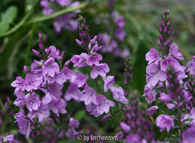 Gestreckter Ehrenpreis (Veronica prostrata), Sorte: MRS. HOLT