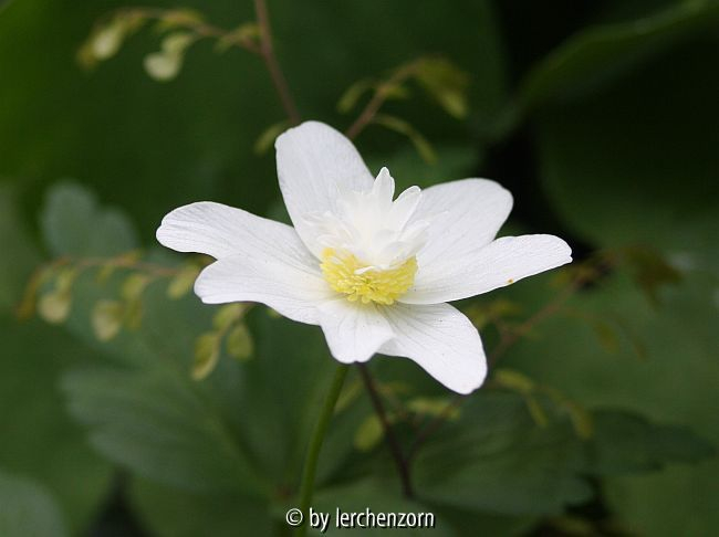 Buschwindröschen (Anemone nemorosa), ?Vestal oder Flore Pleno?