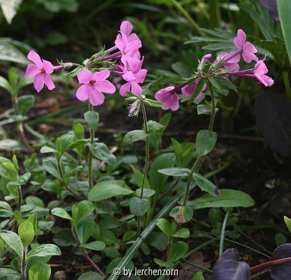 Ausläufer-Phlox (Phlox stolonifera), rot
