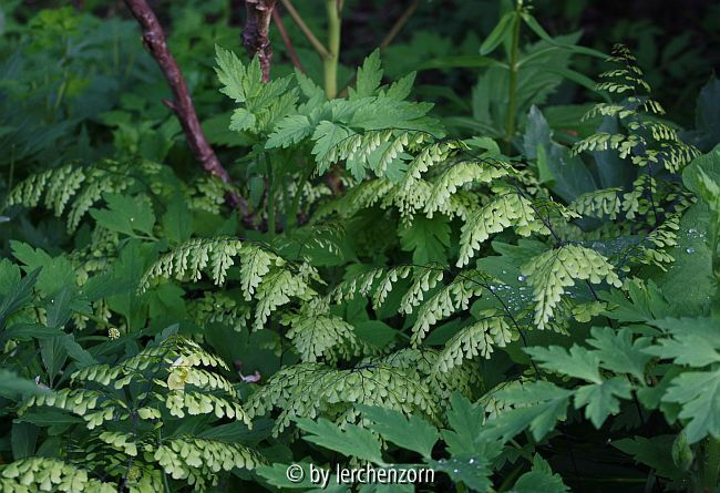 Venusfarn (Adiantum venustum)