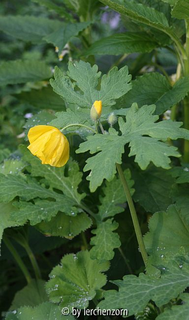 Riesen-Schöllkraut (Stylophorum diphyllum)