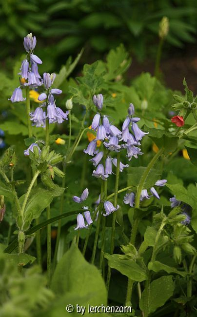Spanisches Hasenglöckchen (Hyacinthoides hispanica)