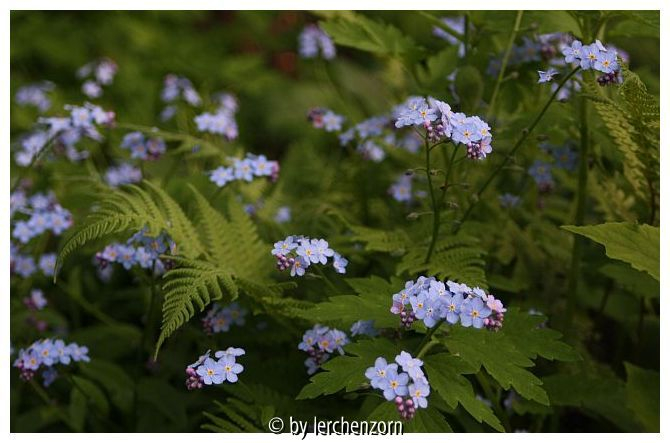 Wald-Vergissmeinicht (Myosotis alpestris) mit Buchenfarn und Scheinmohn