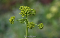 Waid (Isatis cf. tinctoria)