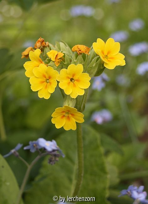 Hybride der Wiesen-Schlüsselblume (Primula-veris-Hybride)