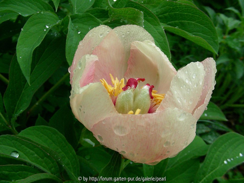 Paeonia Frau F halb 2010