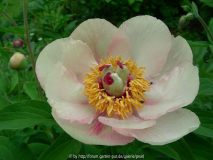 Paeonia Frau F 2010