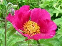 Paeonia officinalis 2010