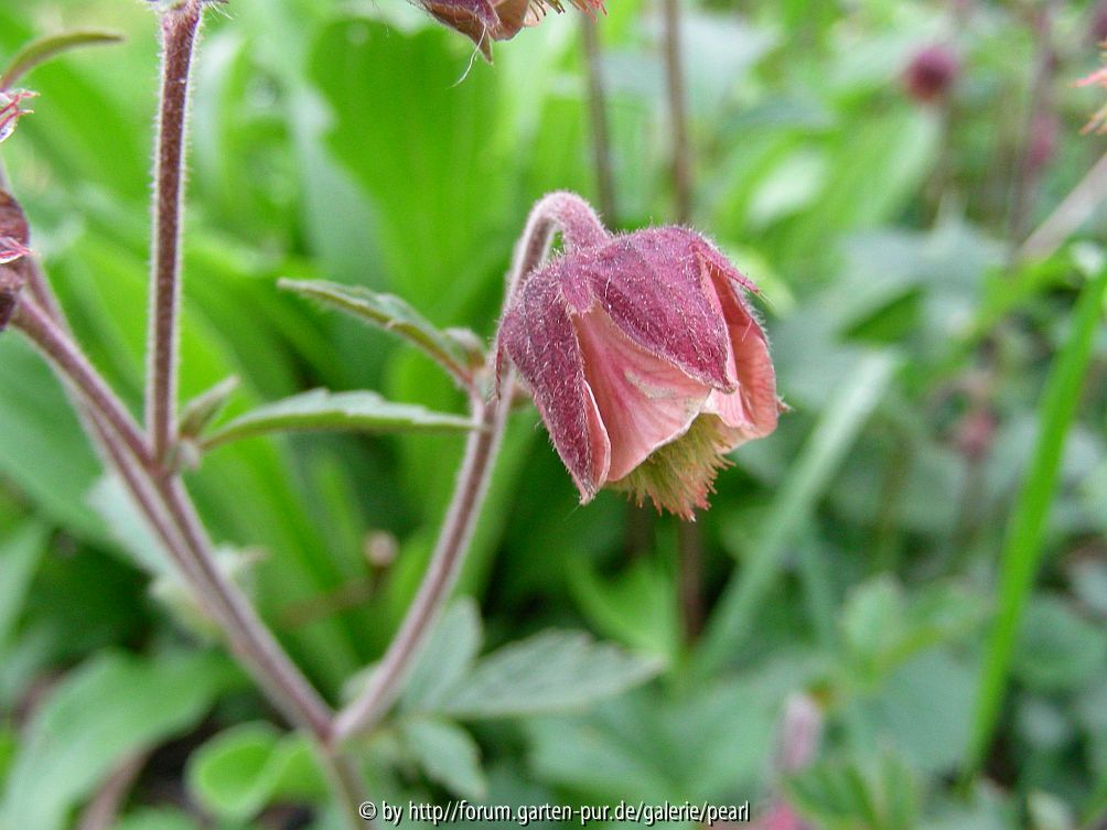 Geum rivale
