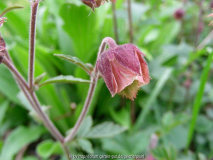 Geum rivale