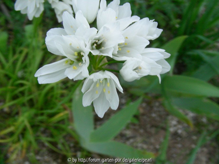Allium zebdanense