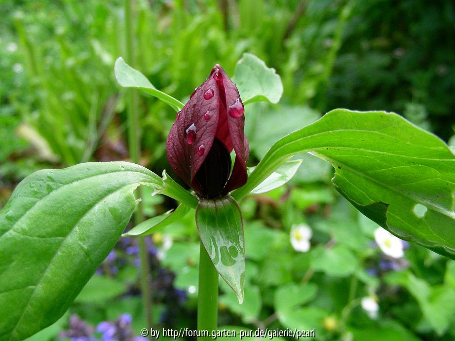 Trillium sessile 2010