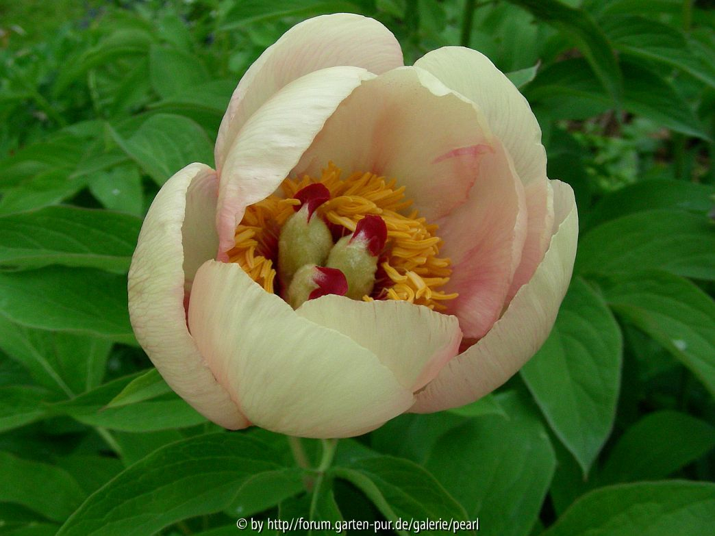 Paeonia Frau F viertel 2010