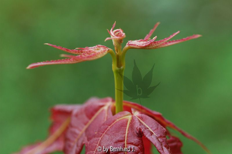 Acer elegantulum