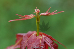 Acer elegantulum