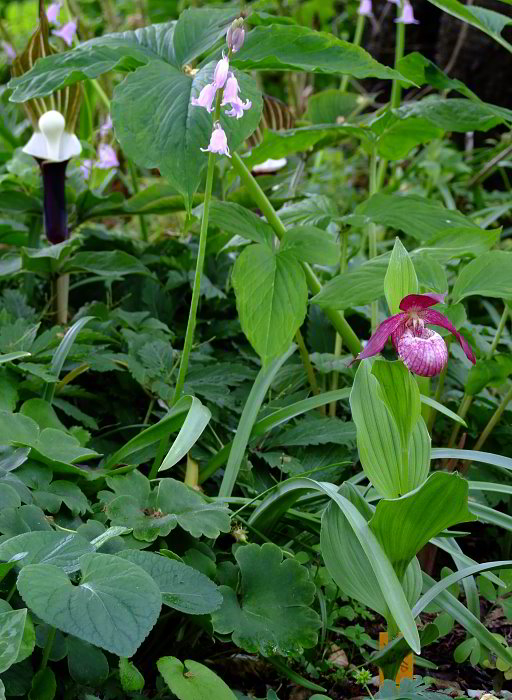 Cypripedium x ventricosum