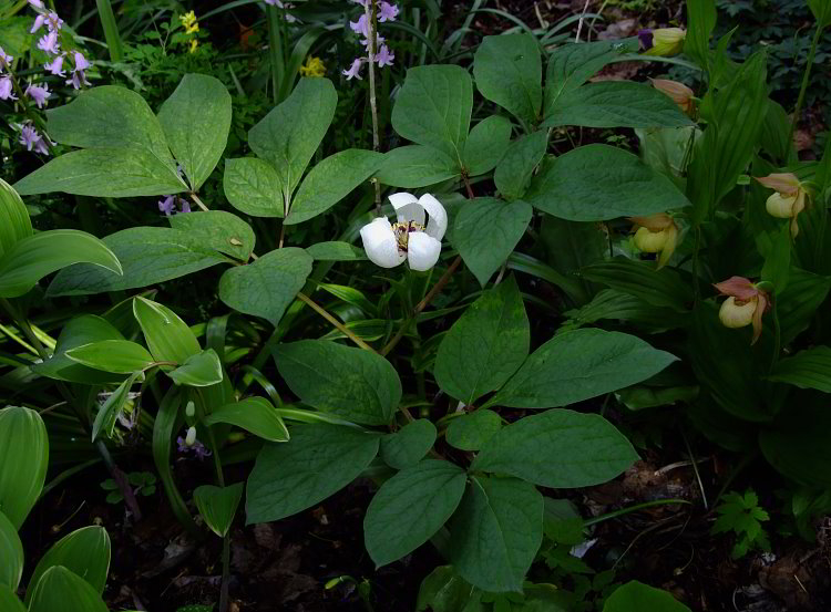 Paeonia obovata (japonica)