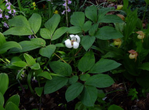 Paeonia obovata (japonica)